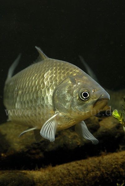 Giebel (Carassius gibelio)