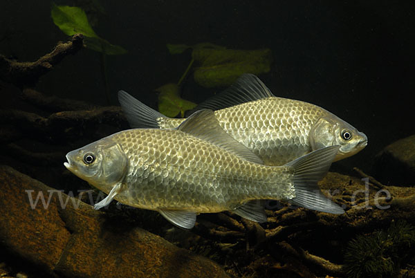 Giebel (Carassius gibelio)