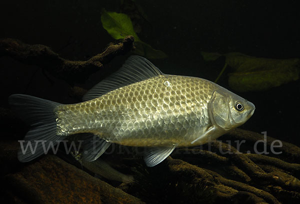 Giebel (Carassius gibelio)