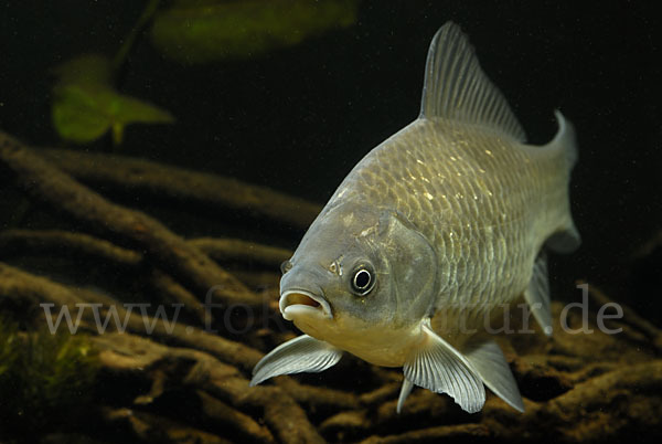 Giebel (Carassius gibelio)