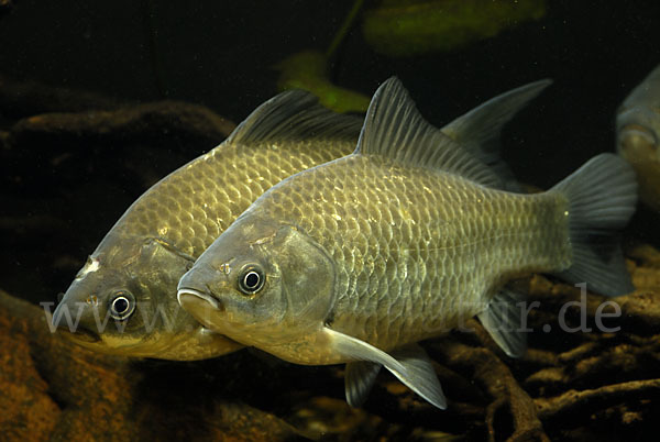 Giebel (Carassius gibelio)