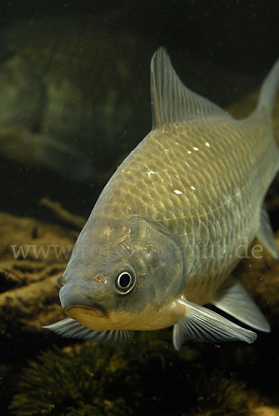 Giebel (Carassius gibelio)