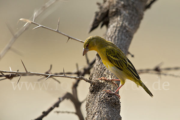 Gilbweber (Ploceus galbula)