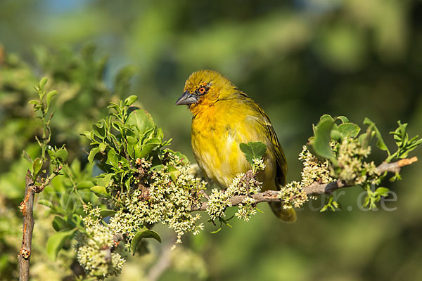 Gilbweber (Ploceus galbula)