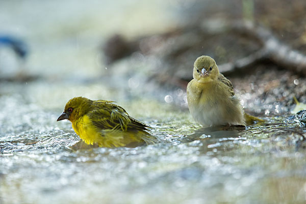 Gilbweber (Ploceus galbula)