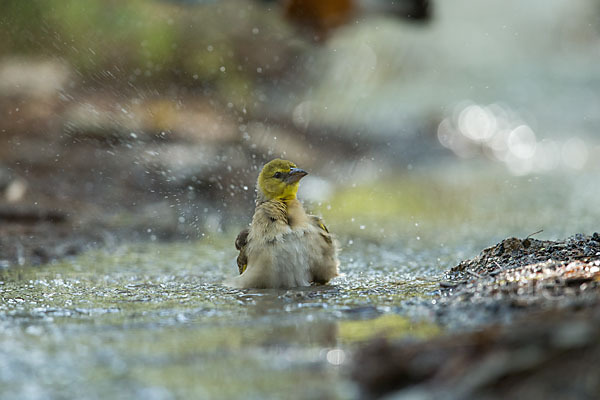 Gilbweber (Ploceus galbula)