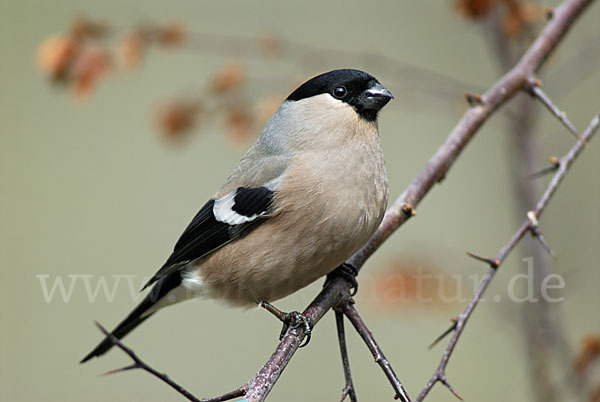 Gimpel (Pyrrhula pyrrhula)