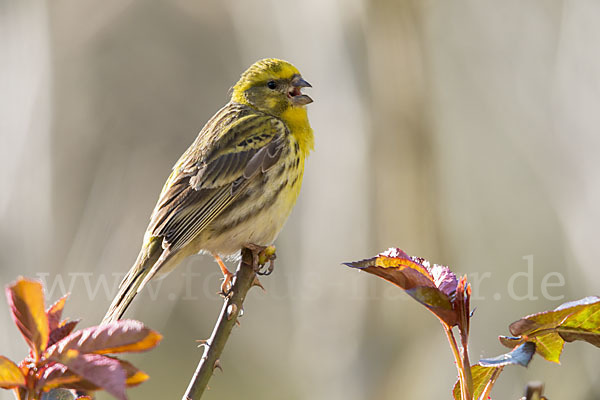 Girlitz (Serinus serinus)