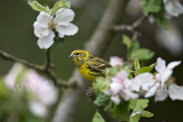 Girlitz (Serinus serinus)