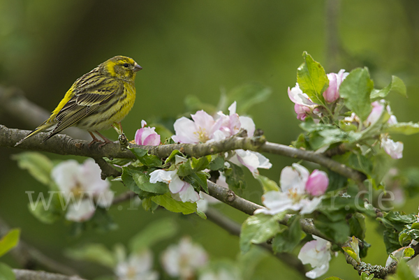 Girlitz (Serinus serinus)