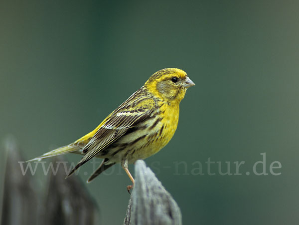 Girlitz (Serinus serinus)