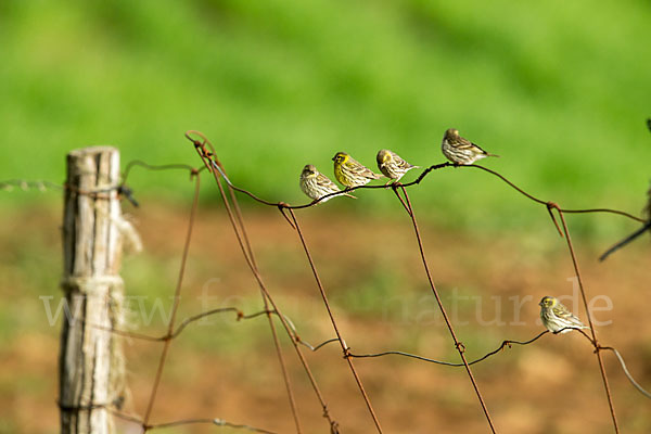 Girlitz (Serinus serinus)