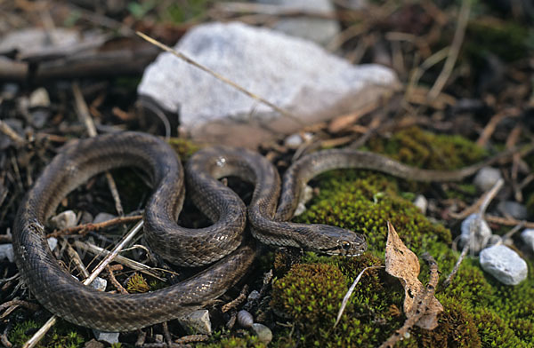 Girondische Schlingnatter (Coronella girondica)