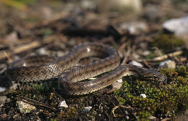 Girondische Schlingnatter (Coronella girondica)