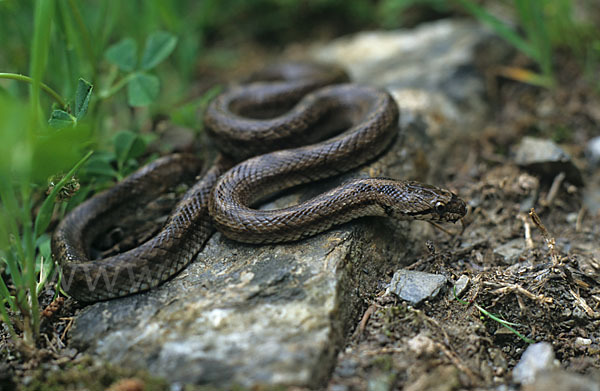 Girondische Schlingnatter (Coronella girondica)