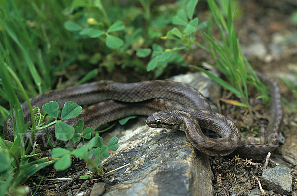 Girondische Schlingnatter (Coronella girondica)