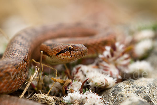 Girondische Schlingnatter (Coronella girondica)