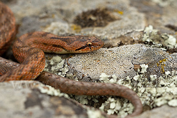 Girondische Schlingnatter (Coronella girondica)