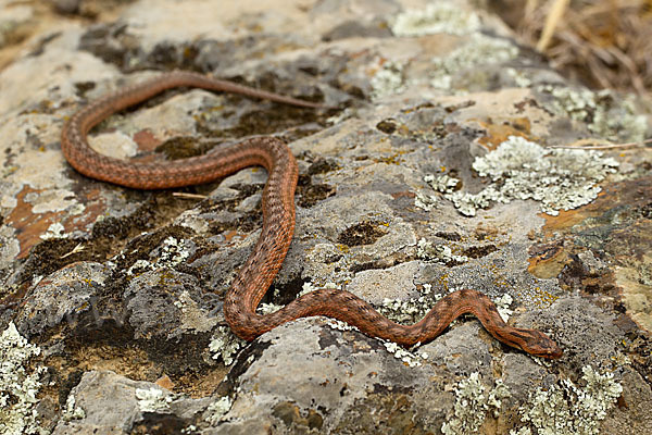 Girondische Schlingnatter (Coronella girondica)