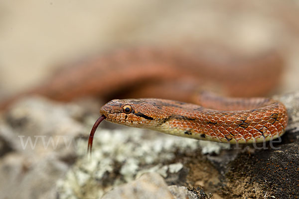 Girondische Schlingnatter (Coronella girondica)