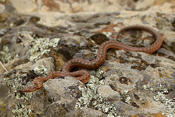 Girondische Schlingnatter (Coronella girondica)