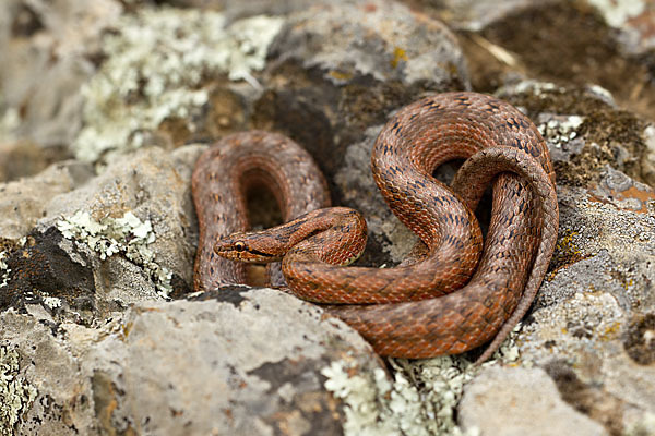 Girondische Schlingnatter (Coronella girondica)