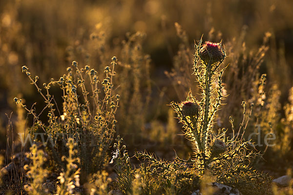 Gitter Mastixdistel (Atractylis cancellata)