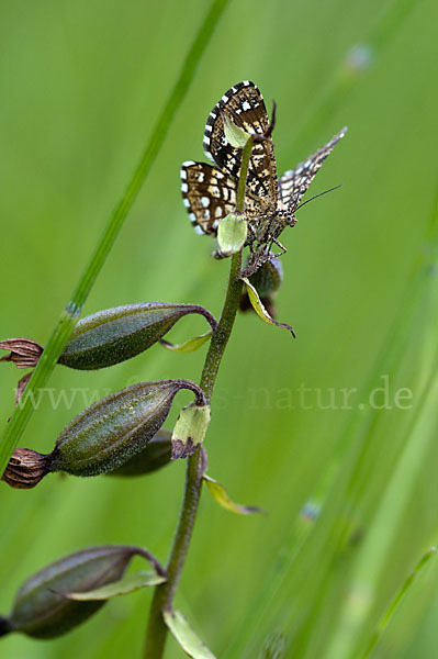 Gitterspanner (Chiasmia clathrata)