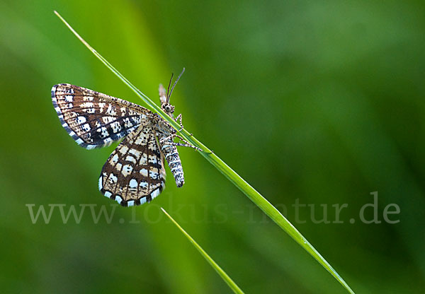 Gitterspanner (Chiasmia clathrata)