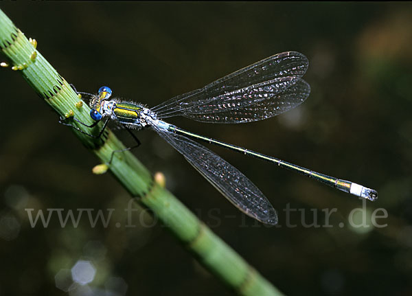 Glänzende Binsenjungfer (Lestes dryas)