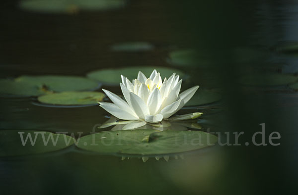 Glänzende Seerose (Nymphaea candida)