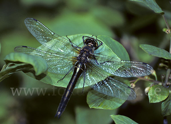 Glänzende Smaragdlibelle (Somatochlora metallica)