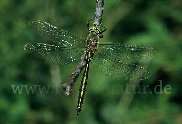 Glänzende Smaragdlibelle (Somatochlora metallica)