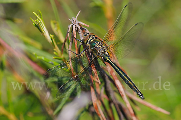 Glänzende Smaragdlibelle (Somatochlora metallica)