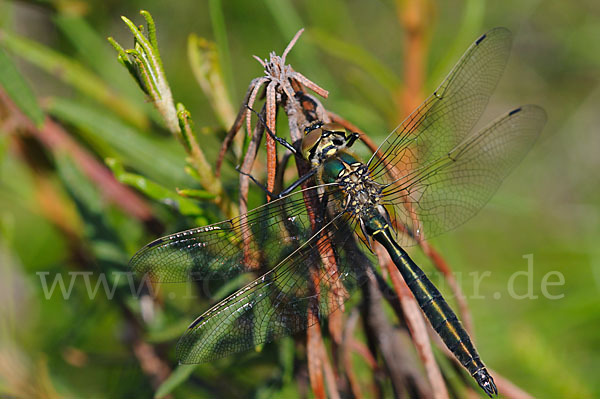 Glänzende Smaragdlibelle (Somatochlora metallica)