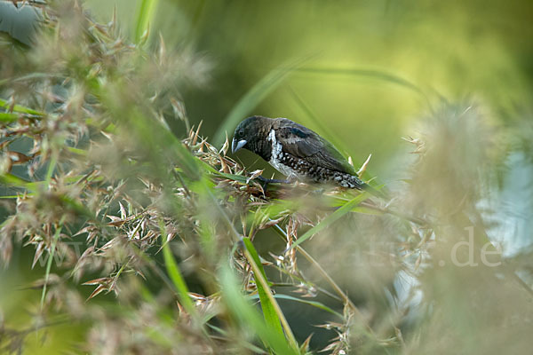 Glanzelsterchen (Spermestes bicolor)