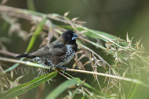 Glanzelsterchen (Spermestes bicolor)