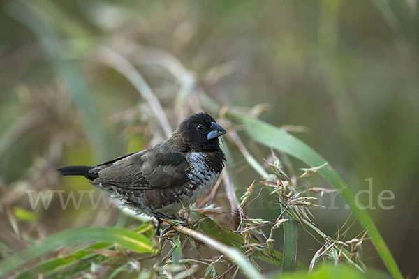 Glanzelsterchen (Spermestes bicolor)