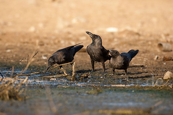 Glanzkrähe (Corvus splendens)