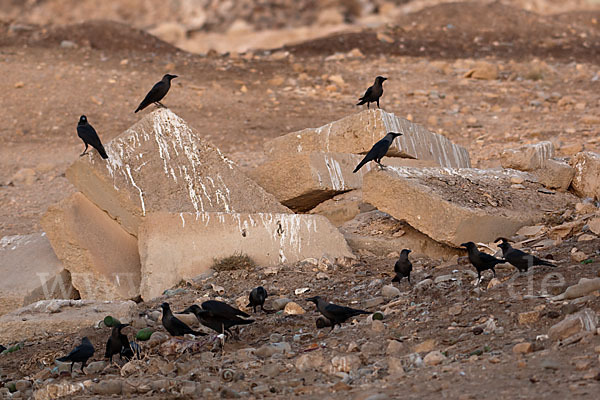 Glanzkrähe (Corvus splendens)