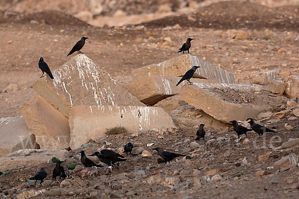 Glanzkrähe (Corvus splendens)