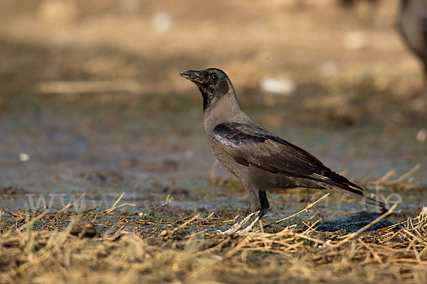 Glanzkrähe (Corvus splendens)