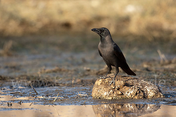 Glanzkrähe (Corvus splendens)