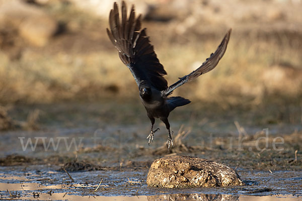 Glanzkrähe (Corvus splendens)