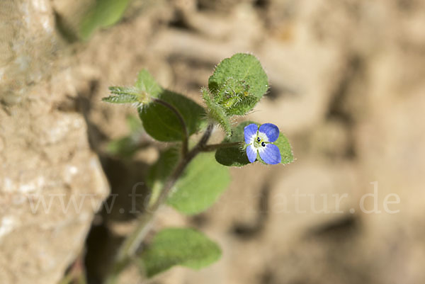 Glanzloser Ehrenpreis (Veronica opaca)