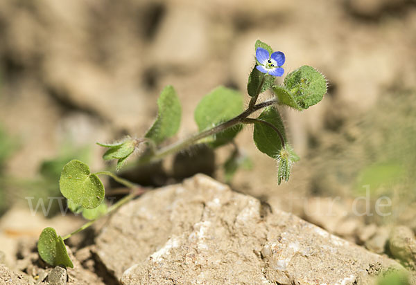 Glanzloser Ehrenpreis (Veronica opaca)