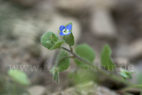 Glanzloser Ehrenpreis (Veronica opaca)