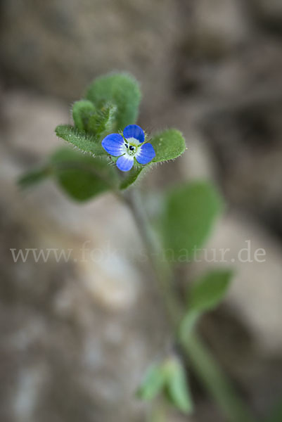 Glanzloser Ehrenpreis (Veronica opaca)