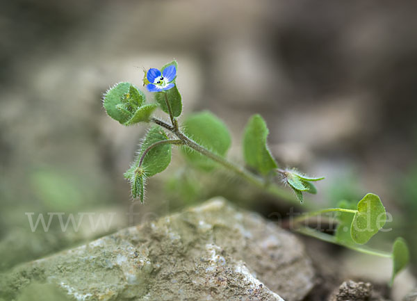 Glanzloser Ehrenpreis (Veronica opaca)