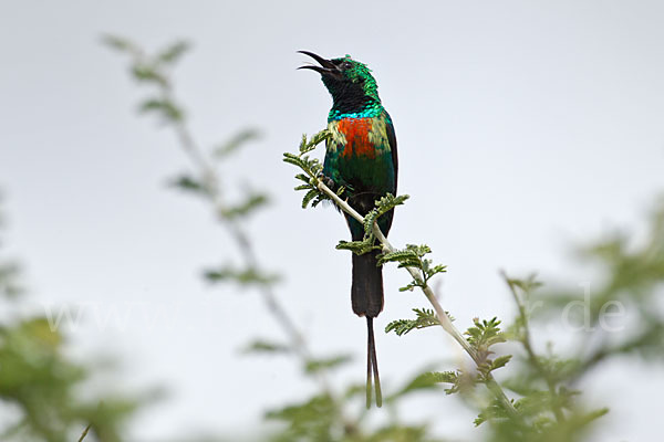 Glanznektarvogel (Cinnyris habessinicus)